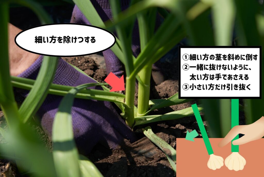 にんにくの栽培は家庭菜園でもできる？植え付けから収穫のポイントまで徹底解説